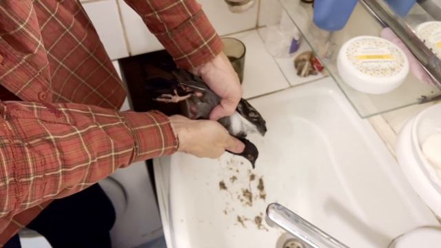 Промывание зоба голубю - уникальный действенный способ - помощь при закупорке зоба смотреть онлайн