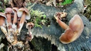 Грибы Приморского края!