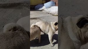 Вязка мопсов