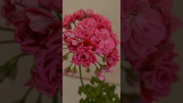 Сеянец 11-22 смотреть онлайн