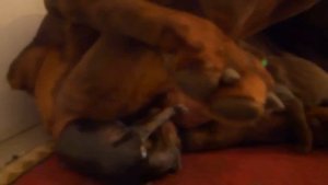 Роды у добермана