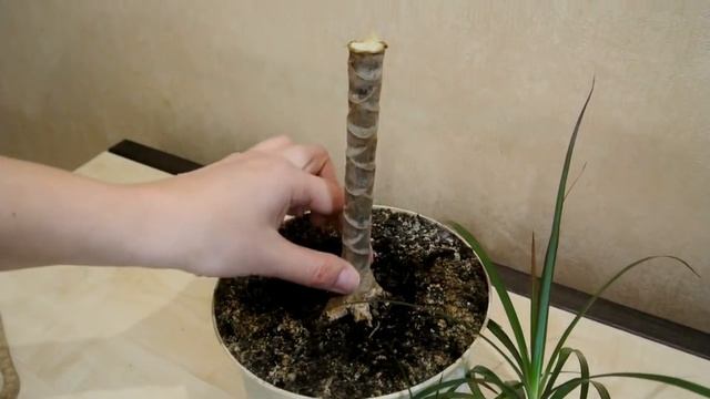 Драцена Размножение драцены Черенкование драцены Dracaena