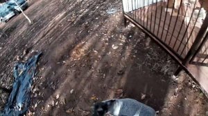 Миттельшнауцер разбила нос, Парк северных волков в Санкт-Петербурге. Остался на хозяйстве один.