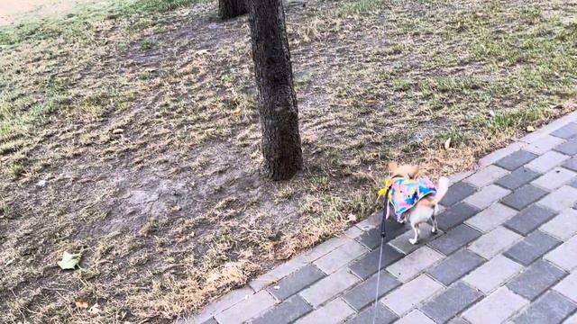 Общение с природой есть самая большая радость в жизни. Чихуахуа Мия на прогулке в парке 🌳🌲🌳
