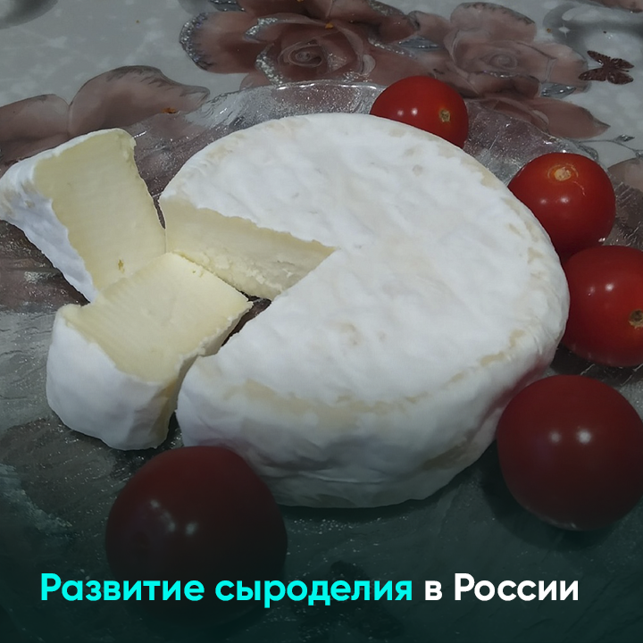 Развитие сыроделия в России