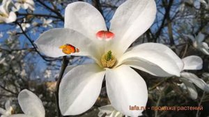 Магнолия обыкновенная Кобус Селект (kobus-selekt) ? обзор: как сажать, саженцы магнолии Кобус Селек