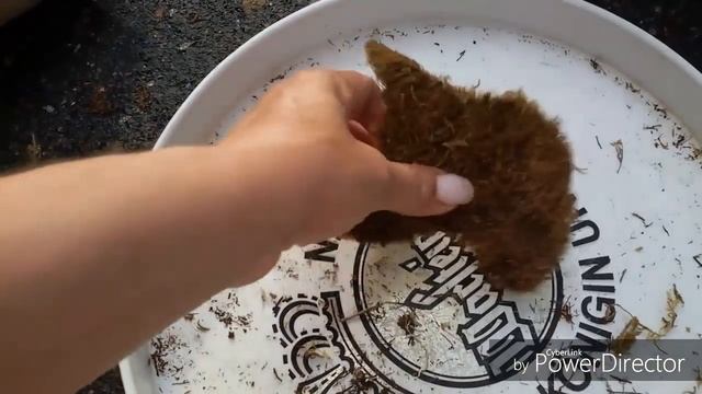 Орхидея дендробиум Монилиформе/ Moniliforme. Посадка, субстрат. смотреть онлайн