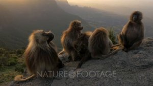 Gelada baboon family flees at sunset cliff, UHD