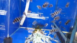 Рыбки, большой ассортимент в ТК Садовод