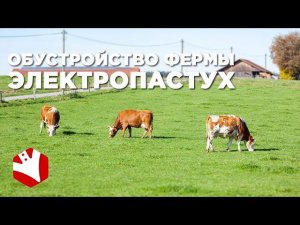 Обустройство фермы | Электропастух | Содержание коров