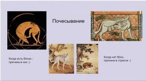 Язык тела собак