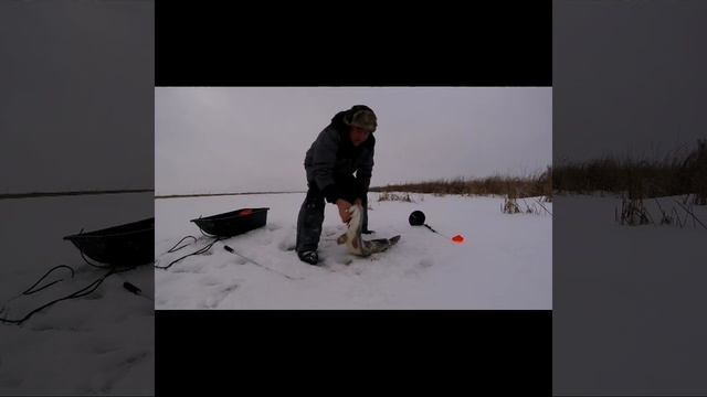 Вот это открытие ? Отличный выезд за щукой в Красный Бор ✌️ смотреть онлайн