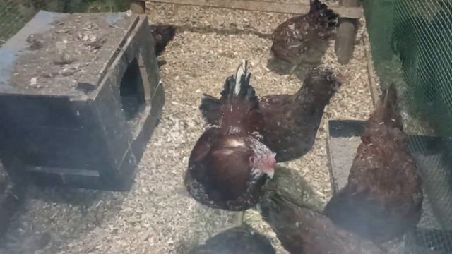 ответ. Орловская ситцевая порода кур. смотреть онлайн