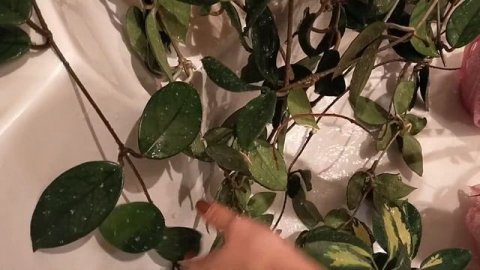 Душ для комнатных растений.