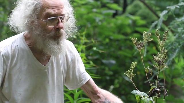 Meadowsweet (Filipendula ulmaria) смотреть онлайн