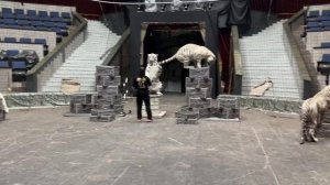 В гостях у белых тигров Алисы Нестеровой