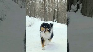 МОИ ЛЮБИМЫЕ КОЛЛИ ДЛИННОШЕРСТНЫЕ