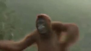 Кака макака