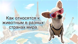КАК ОТНОСЯТСЯ К ЖИВОТНЫМ В РАЗНЫХ СТРАНАХ МИРА