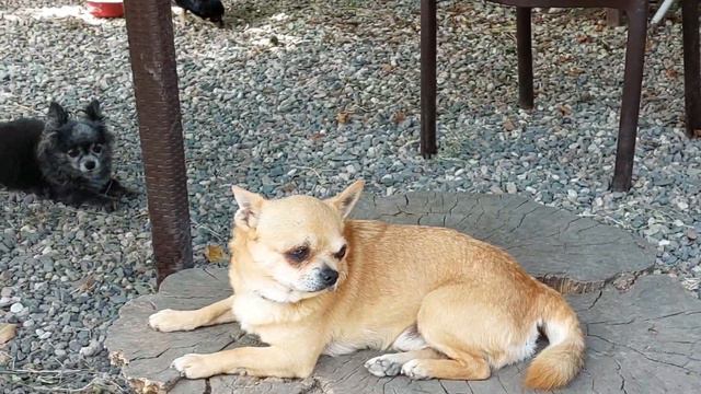 Филипп Красивый питомник чихуахуа Кастропуло Крым рыжий смотреть онлайн