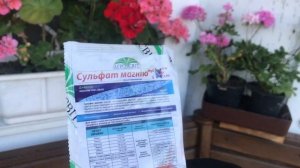 Как подготовить розы к зиме//Чем удобрять розы осенью