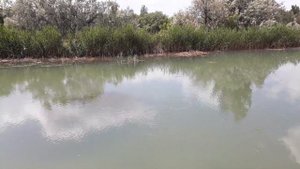 Рыба Маринка