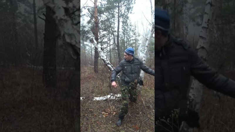 Волкмикс убил дерево в лесу