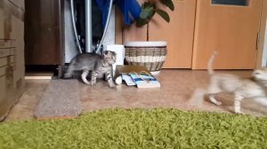 Мелочь на выгуле (play kitty)