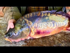 Разделка карпа ножом "финка хулиган" из стали D2. Русский булат