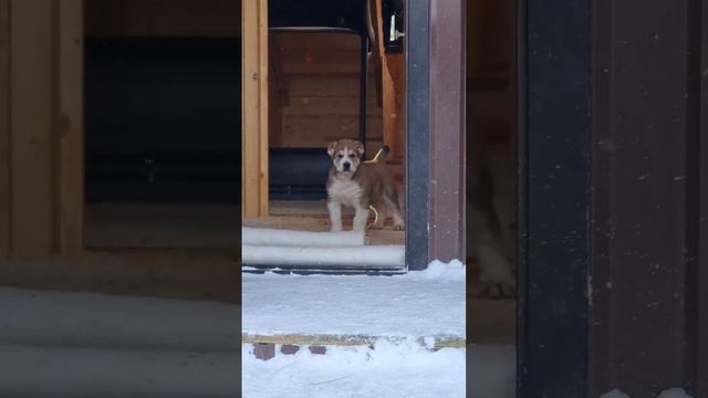 Алабай Олег на охране дома #сао #alabai #собака #алабай #щенки #dog