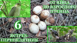 От яйца до взрослого птенца. Ястреб-перепелятник ( Accipiter nisus ). 6 часть
