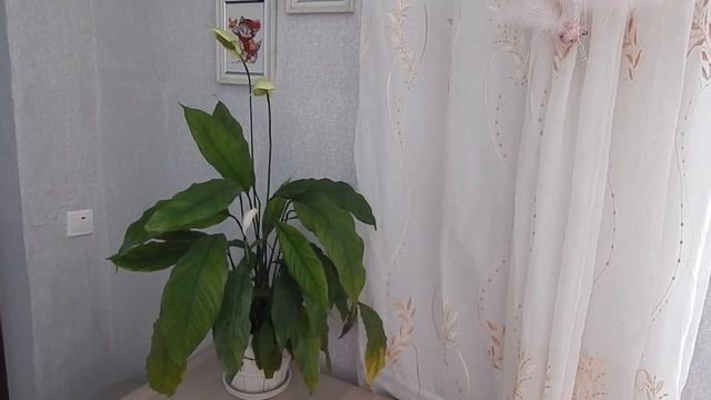 Спатифиллум (женское счастье) выращивание,размножение и уход . смотреть онлайн