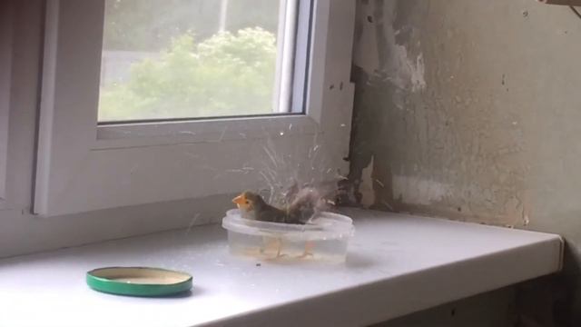 Тростниковые астрильды купаются. смотреть онлайн