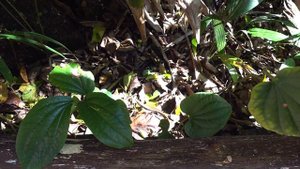 Отдых на Пхукете. Пляж Ката. Обед в ресторане On The Rock. Закат на пляже