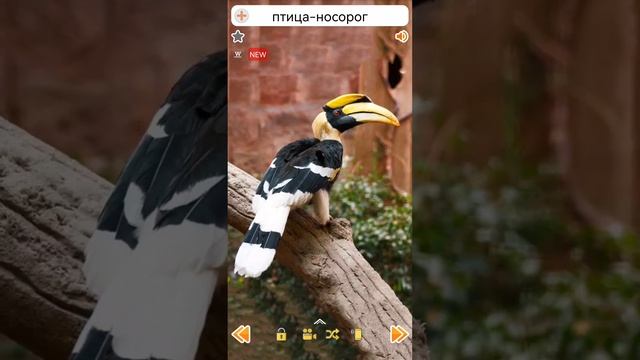 Звуки птицы-носорога #shorts #hornbill #птица-носорог