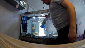 Обслуживание аквариума 300л, с золотыми рыбками. Time-lapse.