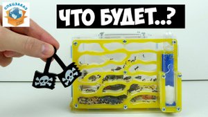 Что Будет с Муравьиной Фермой? Скрепыши 2 в Формикарий | СПЕЦЗАКАЗ