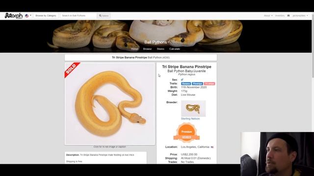 Tri-Stripe Ball Python Morph Combos | Jack's Reptiles