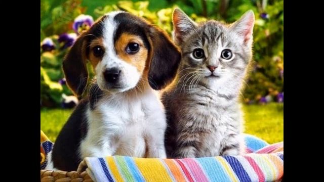 Перед сном. Детская, классическая музыка. смотреть онлайн