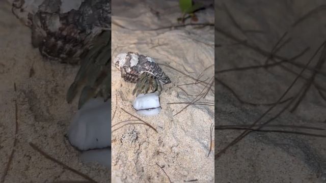 Как мы раков-отшельников кормили Hermit crabs lunch