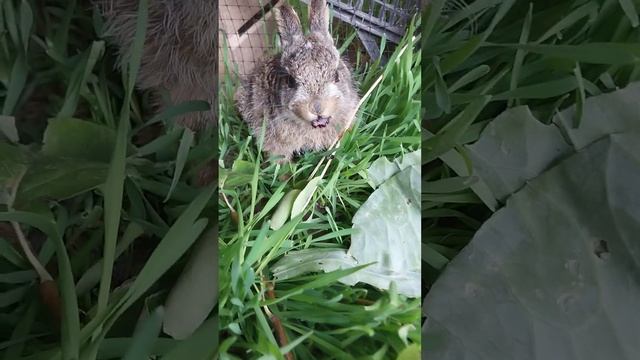 ручной домашний заяц кушает ежевику