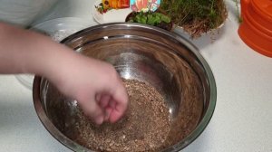 ВЕНЕРИНА МУХОЛОВКА ДИОНЕЯ ПЕРЕСАДКА, СОДЕРЖАНИЕ, УХОД/НЕМНОГО ПОКУПОК/ХИЩНОЕ РАСТЕНИЕ