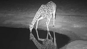 #Жирафы пьют только так - сгибая передние ноги!