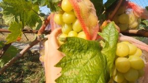 Гулливер 2021