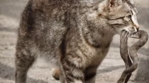 кошки-герои Кипра. Кошки избавили от змей, жителей Кипра.