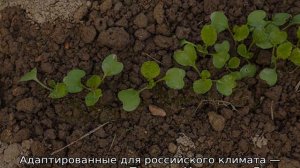 Почему пекинская капуста идет в цвет что делать