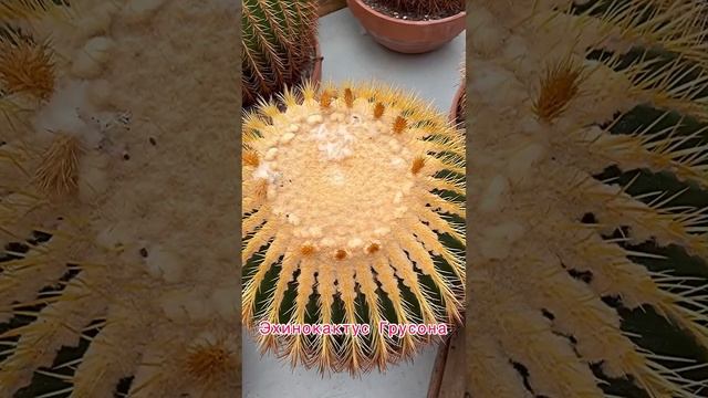 ?Ничего себе, кактус! смотреть онлайн