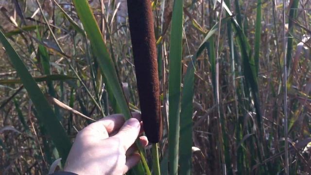 Как выглядит камыш? Не так, как многие думают. смотреть онлайн