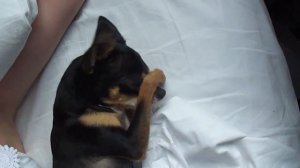 Той Терьер умывается лежа. Terrier