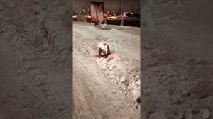 Горит моноколесо